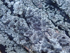Degelia crustacea