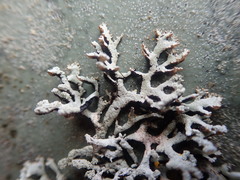 Hypogymnia subphysodes