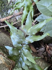 Arthropteris tenella