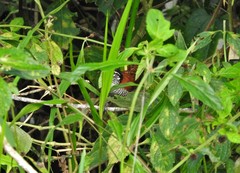Cantorchilus nigricapillus