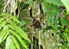 Cantorchilus nigricapillus