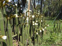 Trichocereus spachianus