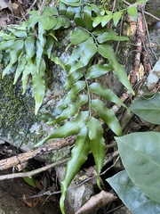 Arthropteris tenella