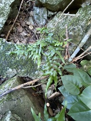 Arthropteris tenella