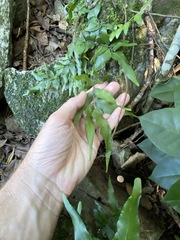 Arthropteris tenella