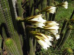Trichocereus spachianus