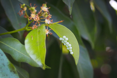 Tessaratoma papillosa