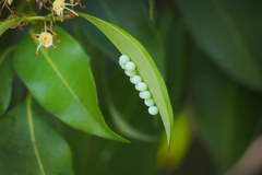 Tessaratoma papillosa