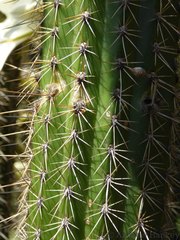 Trichocereus spachianus
