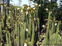 Trichocereus spachianus