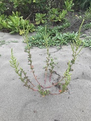 Chenopodium acuminatum virgatum