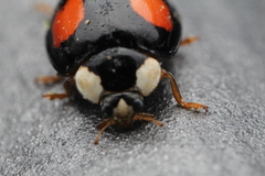 Harmonia axyridis