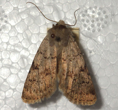 Epipsilia grisescens