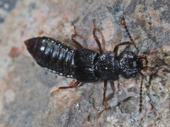 Anotylus rugosus