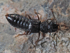 Anotylus rugosus