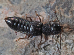 Anotylus rugosus