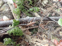 Pachyrhamma acanthocerum