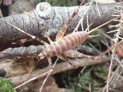 Pachyrhamma acanthocerum