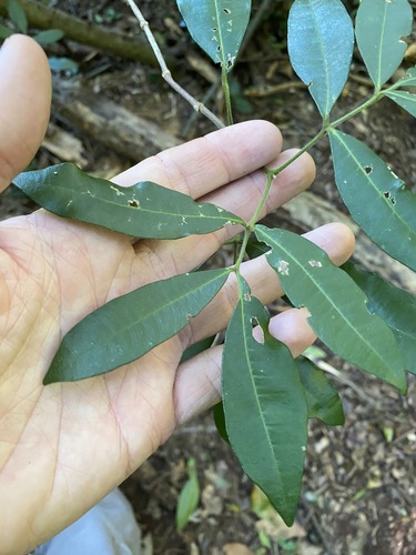 Image of Bouchardatia neurococca by (c) Greg Tasney, some rights reserved (CC BY-SA)