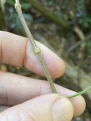 Bouchardatia neurococca