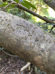 Bouchardatia neurococca