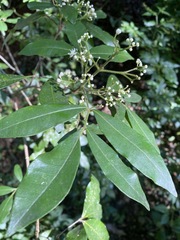 Bouchardatia neurococca