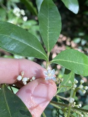 Bouchardatia neurococca