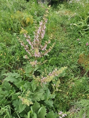 Salvia hierosolymitana