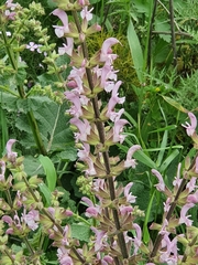 Salvia hierosolymitana
