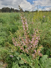 Salvia hierosolymitana