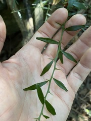 Citrus australis