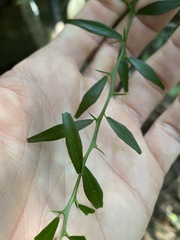 Citrus australis