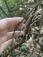 Citrus australis