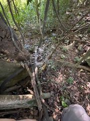 Citrus australis