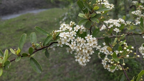 Pyracantha koidzumii