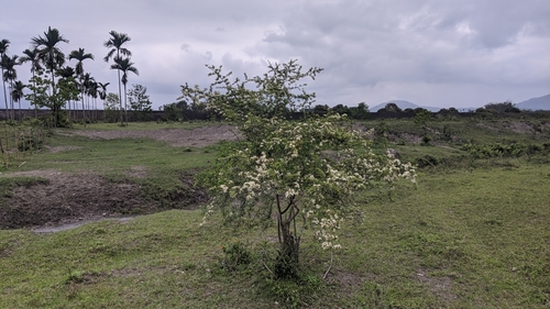 Pyracantha koidzumii