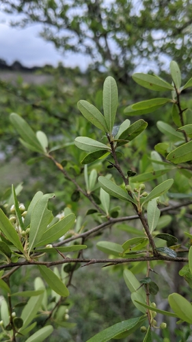 Pyracantha koidzumii