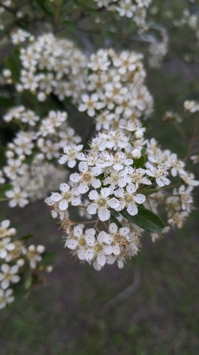 Pyracantha koidzumii