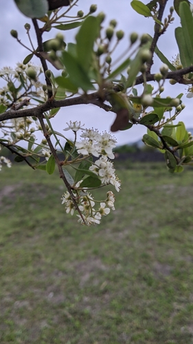 Pyracantha koidzumii