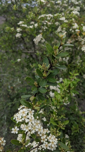 Pyracantha koidzumii