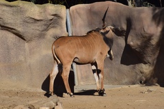 Tragelaphus derbianus gigas