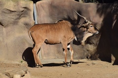 Tragelaphus derbianus gigas