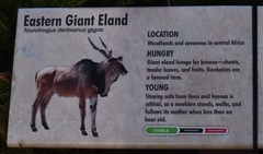 Tragelaphus derbianus gigas