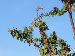 Zosterops lateralis chloronotus