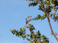 Zosterops lateralis chloronotus