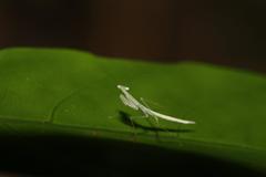 Sinomantis denticulata