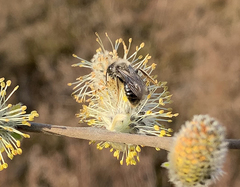 Andrena vaga