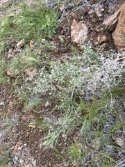 Galium stellatum eremicum