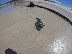 Amblyrhynchote honckenii