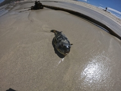 Amblyrhynchote honckenii